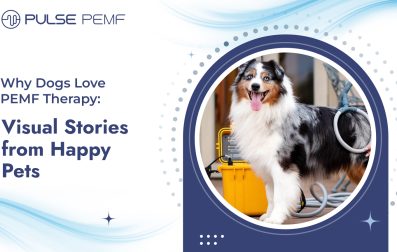 Happy Pets